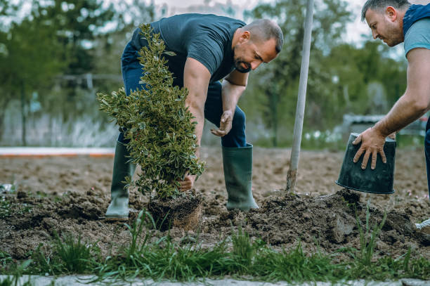 Reliable La Pine, OR Tree Service Solutions